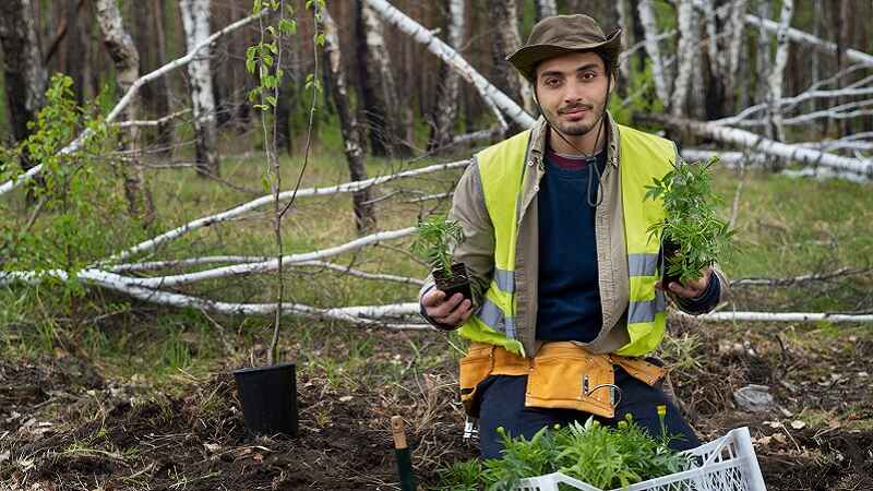 Professional Tree Services Prevent