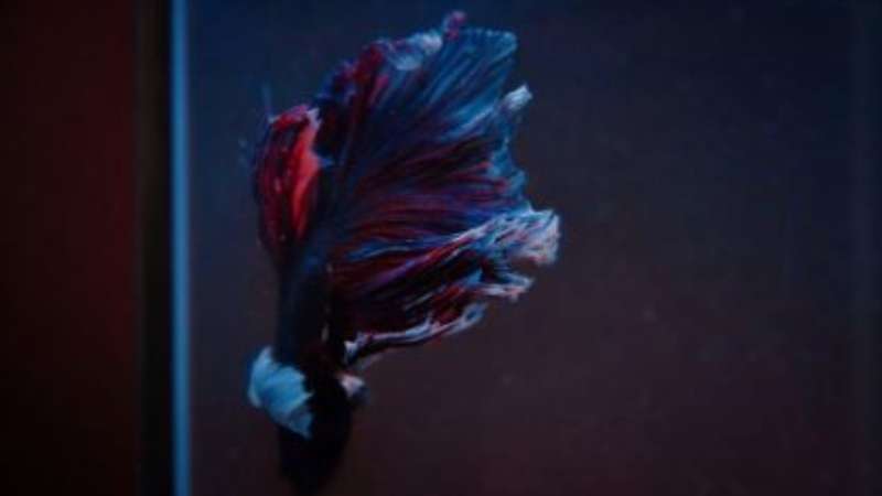 Exploring the World of Wild Betta Fish