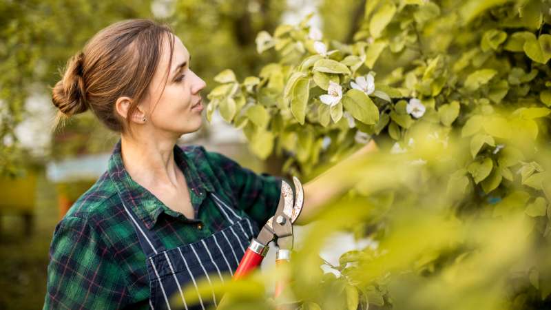 5 Best Tree Service Companies In Vienna